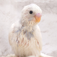 ぱっちりおめめ♡ベビーフェイス♡セキセイインコ(パイド) ヒナ