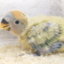 わたあめに包まれたほわほわ天使🧚‍♂️コザクラインコ(オパーリン) ヒナ