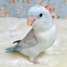 マメルリハ  パステルライラックパイド  男の子  🫧🤍💜