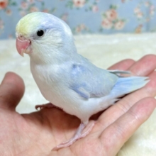 マメルリハ   ターコイズダイリュートミント   男の子  🌱🍀*ﾟ