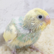 お花畑が似合う子💐セキセイインコ(パステルカラーレインボーパイド) ヒナ