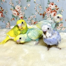 新メンバー登場！セキセイインコのヒナちゃんに会いに来てね🐤✨️