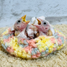 似た者同士‪☆まちがいさがし‪☆ 白文鳥 ヒナ