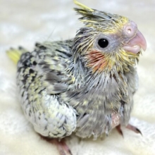 オカメインコ  パール  🐦🖤💛