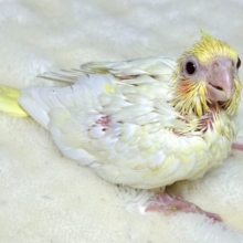オカメインコ  ルチノー(パール)  💛🐣🐥