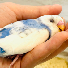 【最新画像更新🪄もうすぐひとり餌‪☆】雲いっぱいの青空みたい💭セキセイインコ(パイド) ヒナ