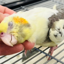 ツンデレの極みっっっ♡♡♡オカメインコ(パイド)