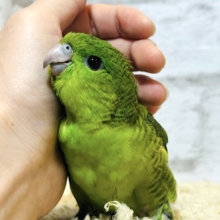 【最新画像更新🪄】頭にほわ毛がついてるよ♪サザナミインコ(ノーマル) ヒナ