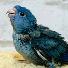 【最新画像更新🪄】ぴーぽぽ♪ペンギンフォルム🐧◎サザナミインコ(コバルト) ヒナ