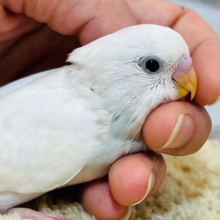 【動画更新🪄】オイラの真っ白な羽、見てみて〜✨セキセイインコ(ダブルファクター) ヒナ