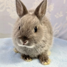人気カラー🐇ネザーランドドワーフ(ブルー) 2024年5月生まれ