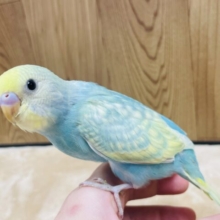 【最新画像更新🪄】素敵なカラーに魅力がいっぱい♡セキセイインコ（パステルカラーレインボー）ヒナ