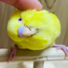 【動画更新🪄ひとりエサになりました⭐︎】真っ黄色のさっぱりレモン🍋セキセイインコ（ルチノー）ヒナ