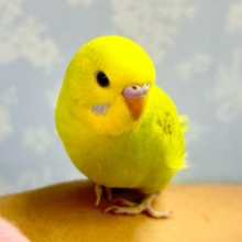元気いっぱい😄セキセイインコ(グリーンスパングル) 2024年5月生まれ