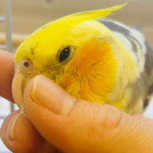 【動画更新🪄カゴデビューしました⭐︎】ヒナ鳴きが恐竜みたい🦕オカメインコ（パイド）ヒナ
