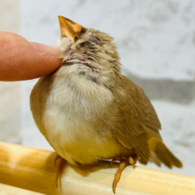 【最新画像更新🪄ひとり餌‪☆】小さな小さな天使です♡キンカチョウ(シナモン) ヒナ