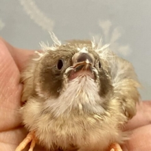 モフモフ白ネックたまらなくかわいい🥳🫶錦花鳥(シナモン2024年5月生まれ)