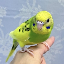 ふわっふわブイの字発見だー？！✌️꒰ঌ໒꒱🖤⋆͛*͛セキセイインコ(パイド2024年3月生まれ)