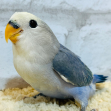 【最新画像・動画更新🪄】うるうるのおめめに吸い込まれちゃう🫧コザクラインコ(バイオレットパイド) ヒナ