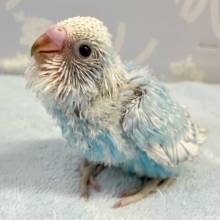 ヒラヒラ空色ドレスを着た元気っコ♪♪️🩵👗セキセイインコ(スパングル2024年5月生まれ)