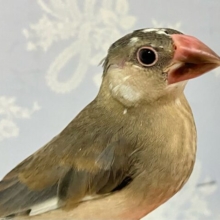 ✨️最新画像✨️シュッと白ラインがかっこいいでしょ🤩‎🤍桜文鳥(2024年4月生まれ)