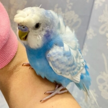 背中のふわふわマシマシちゃん🤭‪ꔛ‬️🩵セキセイインコ(ブルースパングル2023年11月生まれ)