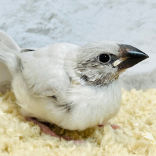 【最新画像更新🪄】よーく見てね♡表情に違いがあるよ♡シルバー文鳥 ヒナ
