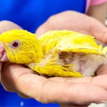 明るいお色💛サザナミインコ (ルチノー) 2024年5月生まれ