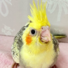 咲き誇る✨️ひまわり冠羽！！🌼🌱⋆｡オカメインコ(パール2024年5月生まれ)
