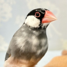 ❣️最新画像❣️白黒の水玉模様がとっても可愛い🥰‪‎🤍‬‪⋆͛*͛桜文鳥(2024年3月生まれ)