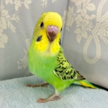 ✨️最新画像✨てちてち隊の一員かっ？！💚元気っ子現る🤗✨セキセイインコ(グリーンオパーリン) 2024年5月生まれ