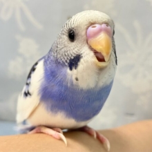 ✨最新画像✨夜空にモクモク白い雲〜🤍☁⸒⸒🌙*ﾟセキセイインコ(パイド2024年5月生まれ)