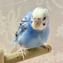 ✨️最新画像✨️快晴ハツラツ☀️青空カラー🩵💭セキセイインコ(ブルーオパーリン) 2024年4月生まれ
