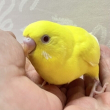 登山系⁉️たくましい子参上だぜー！！🤩💪🏻✨セキセイインコ(ルチノー2024年5月生まれ)