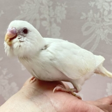 ✨最新画像✨真っ白かわいい‎🤍セキセイインコ(アルビノ)2024年6月生まれ