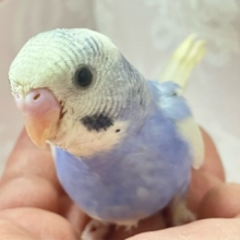 ✨最新画像✨元気いっぱい💪✨セキセイインコ(ブルーオパーリンパイド) 2024年6月生まれ