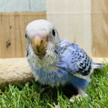 ピロロ〜♪ごはんちょうだい❗️元気いっぱいなセキセイインコ（オパーリン）💙