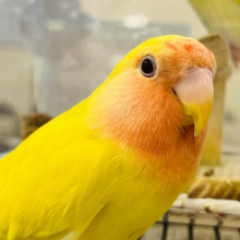 【最新画像更新🪄カゴデビューしました☆】これからどんどん大きくなるぞ！！コザクラインコ(ルチノー) ヒナ