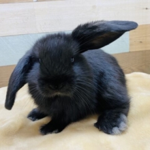 のんび〜りなマイペースさん❤️真っ黒なロップイヤーラビット女の子🐰💕