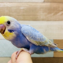 最新画像有り⭐️淡いお色の可愛いコ😍セキセイインコのパステルレインボー🌈