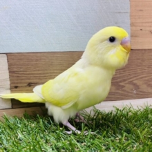最新画像有り❗️優しいクリームカラーのたまごちゃん🥚セキセイインコのクリーム！！