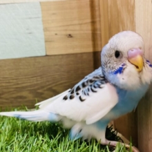 最新画像あり💕ぱっちりおめめがキュンすぎますっ🫰セキセイインコのパイド！！