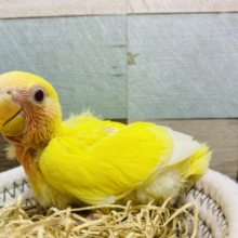 最新画像有ります♪常夏のサンサン🌞イエローコザたん💛コザクラインコのルチノー！！