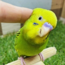 最新画像あります⭐️セキセイインコと言えば、このカラーでしょ‼️定番人気なオパーリン💚