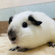 モチモチぷるるん💕お餅のようなロシアンスモークモルモット❗️