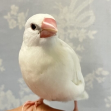 ✨最新画像✨‎グレーのポチがチャームポイントなんだぁ🤗🩶白文鳥 2024年5月生まれ