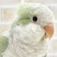 最新画像あり！動画あり！淡いグリーンのふわふわ天使😊　オキナインコ（アクアブルーパリド）