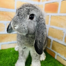 ぱたぱた飛んで行きそう〜🎶ロップイヤーの男の子♡
