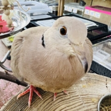 ぶりぶり〜‼︎ビッグママ？ジュズカケバトの女の子♡