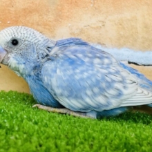 空と雲♪爽やかな風が〜✴︎ブルースパングルのセキセイインコ！